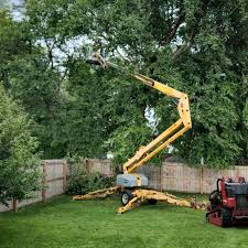 Best Lawn Renovation and Restoration  in Mission Hills, CA