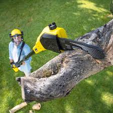 Mission Hills, CA Tree Services Company