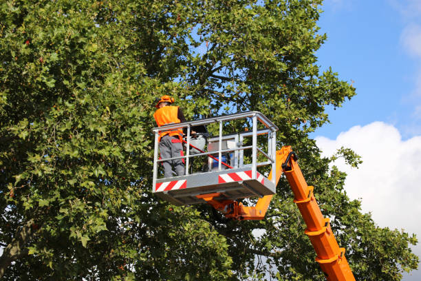 Best Tree Preservation Services  in Mission Hills, CA