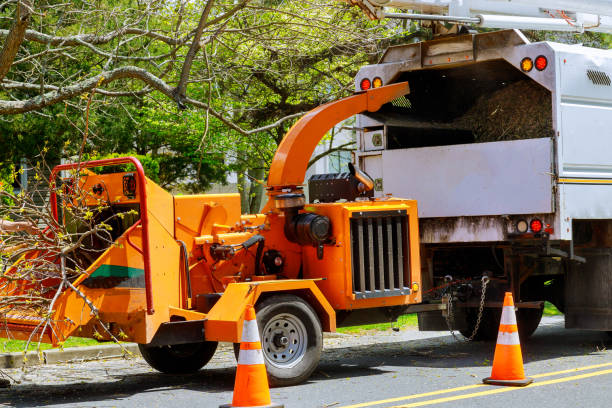 Best Tree Risk Assessment  in Mission Hills, CA