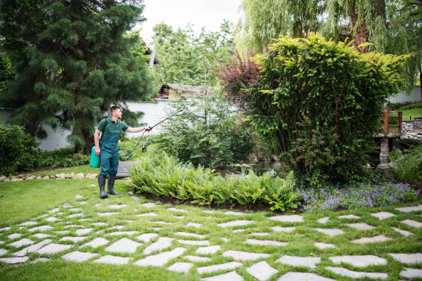 Best Lawn Disease Treatment  in Mission Hills, CA
