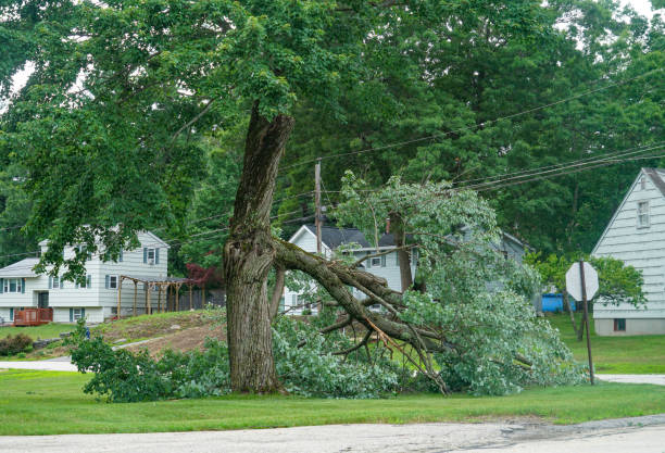 Mission Hills, CA Tree Services Pros