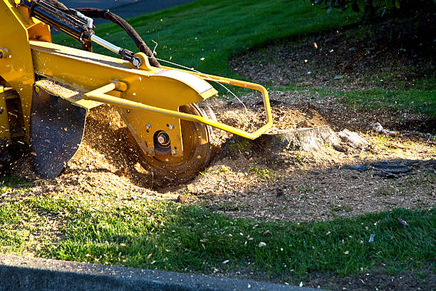 Best Lawn Maintenance Plans  in Mission Hills, CA