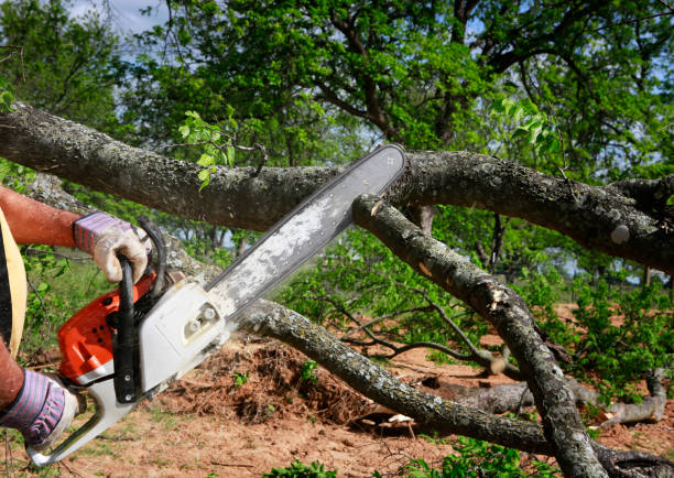 Best Tree Mulching  in Mission Hills, CA