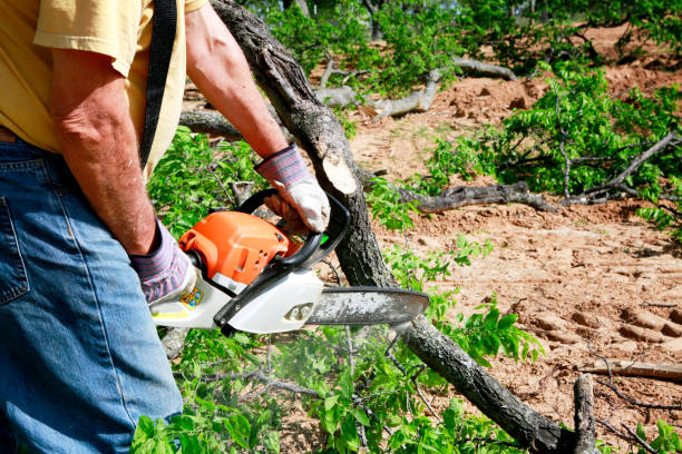 How Our Tree Care Process Works  in  Mission Hills, CA